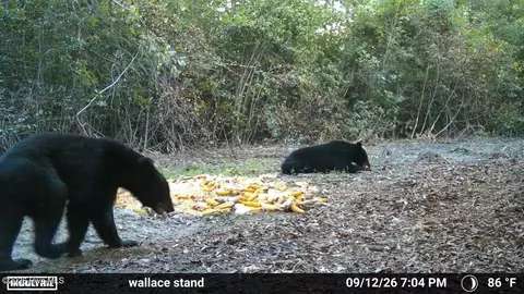 Other - 5 Bull Tail Rd, Wallace, NC 28466 photo 16 of 18