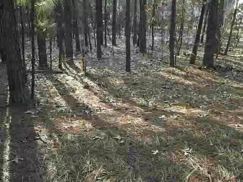 65 Sawmill Rd, Pinehurst, NC 28374 photo 1