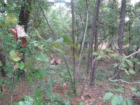 1015 Morganton Rd, Pinehurst, NC 28374 photo 6