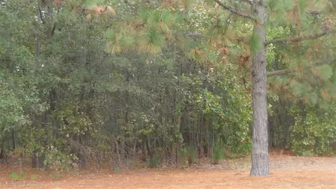 172 National Dr, Pinehurst, NC 28374 photo 5