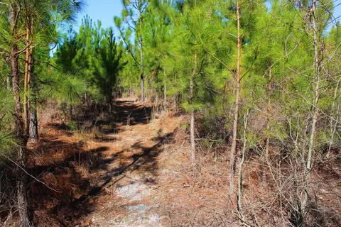 240 Needmore Rd, Cameron, NC 28326 photo 41