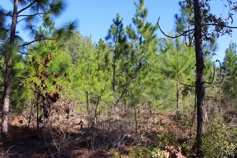 240 Needmore Rd, Cameron, NC 28326 photo 44