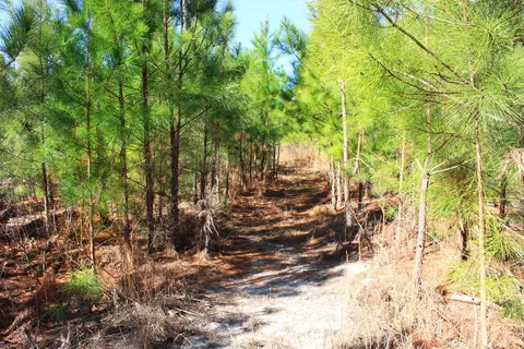 240 Needmore Rd, Cameron, NC 28326 photo 43