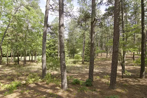 40 Pinewild Dr, Pinehurst, NC 28374 photo 6