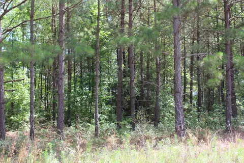 873 Thrush Dr, Vass, NC 28394 photo 3