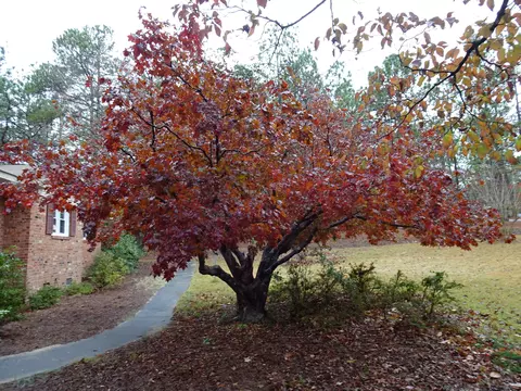 615 E Philadelphia Ave, Pinebluff, NC 28373 photo 13