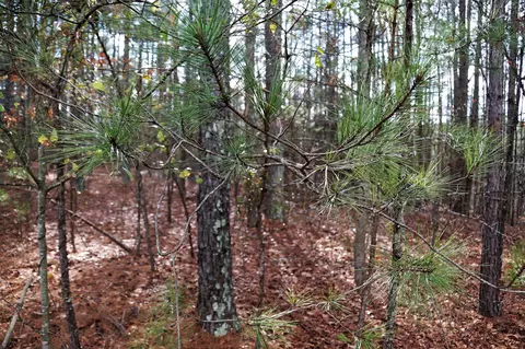 253 Pats Rd, Vass, NC 28394 photo 6