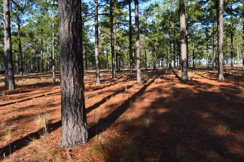 2015 Youngs Rd, Vass, NC 28394 photo 9