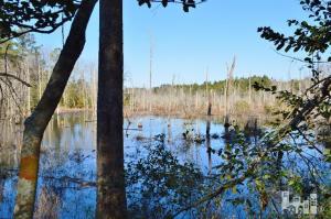 881 Beattys Bridge Rd, Atkinson, NC 28421 photo 8