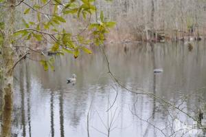 881 Beattys Bridge Rd, Atkinson, NC 28421 photo 3