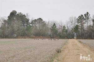 881 Beattys Bridge Rd, Atkinson, NC 28421 photo 4