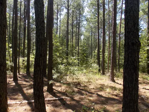 73 Maiden Cane Way, Lincolnton, GA 30817