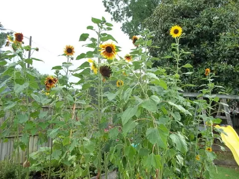307 E 2nd St, Washington, NC 27889 photo 31
