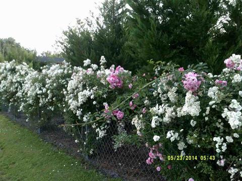 83 Millis Farm Rd, Hampstead, NC 28443 photo 6