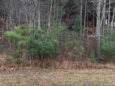 217 Winfall Cir, Edenton, NC 27932 photo 8