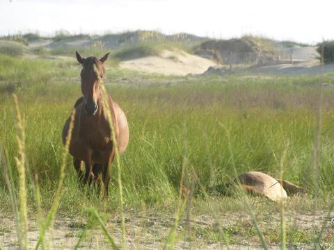 1670 Sandpiper Rd, Corolla, NC 27927 photo 50