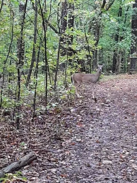 945 Neptune Trl, Appling, GA 30802 photo 7