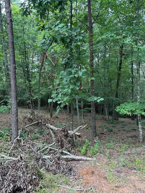 Undisclosed, Warne, NC 28909 photo 12