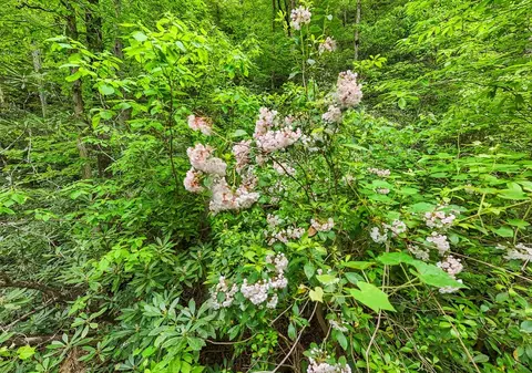 399 Shell Stand Rd, Almond, NC 28702 photo 10