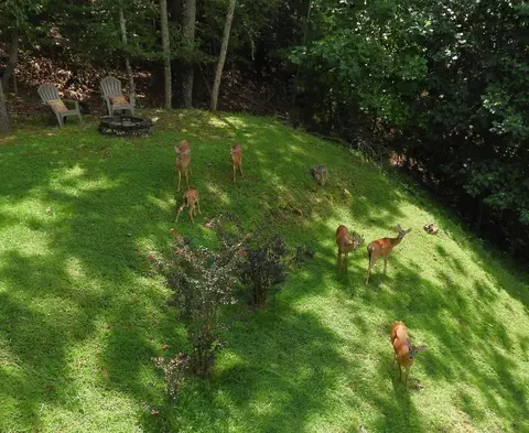 Exterior - 380 Bear Trl, Murphy, NC 28906 photo 20 of 21