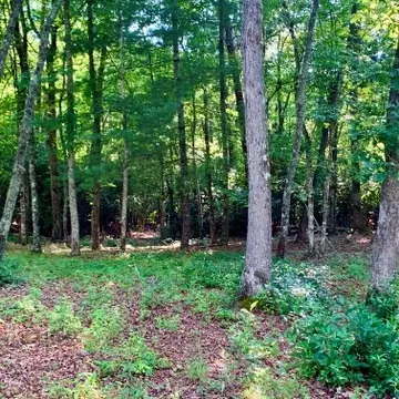 Undisclosed, Warne, NC 28909 photo 14