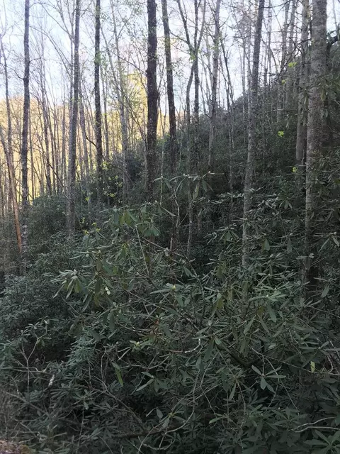 604 Upper Sawyers Crk, Robbinsville, NC 28771