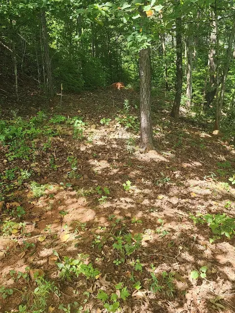 00 Soaring Eagle, Murphy, NC 28906 photo 14