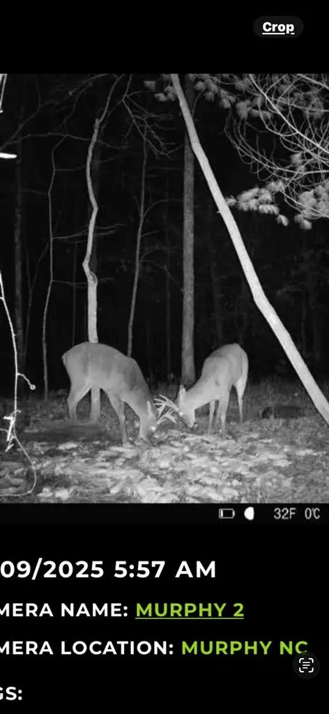 00 Shady Grove Rd, Murphy, NC 28906 photo 8