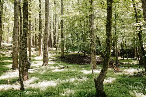 0 Mitchell Farm Rd, Colbert, GA 30628 photo 36