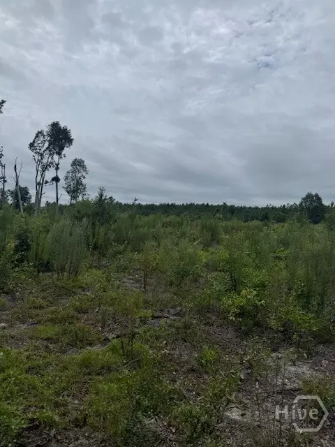 0 Kennedy Bridge Rd, Register, GA 30452 photo 5