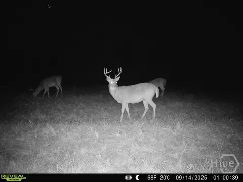 0 Tillman Eason Rd, Claxton, GA 30417 photo 20