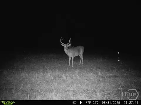 0 Tillman Eason Rd, Claxton, GA 30417 photo 27