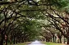 Other - 29 Cornus Dr, Savannah, GA 31406 photo 6 of 6