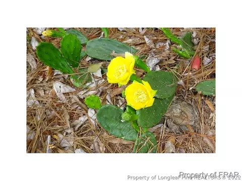 16080 Bee Tree Ln, Wagram, NC 28396 photo 31