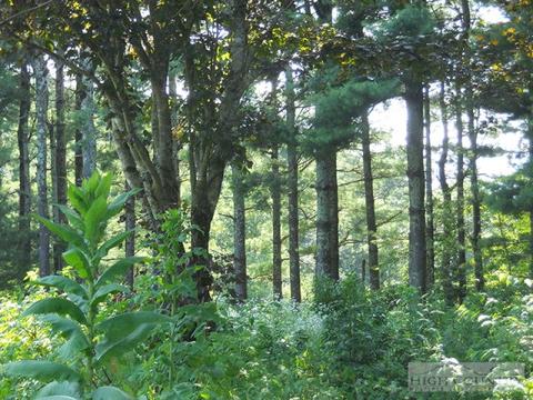 963 984 Dillard Coffey Rd, Boone, NC 28607 photo 8