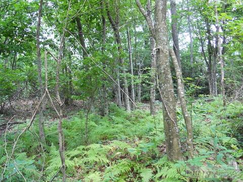 963 984 Dillard Coffey Rd, Boone, NC 28607 photo 6