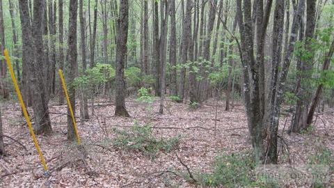 159 Rhododendron Dr, Beech Mountain, NC 28604 photo 2