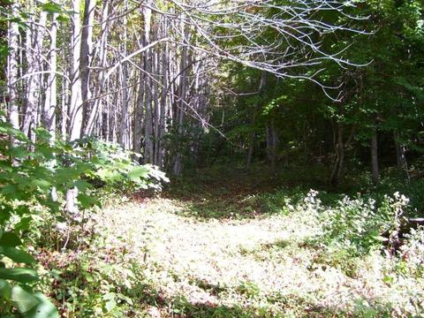 2530 Bear Wallow Rd, Lansing, NC 28643 photo 9
