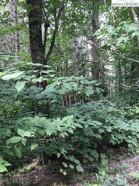 129 Wild Daisy Ln, Beech Mountain, NC 28604 photo 3