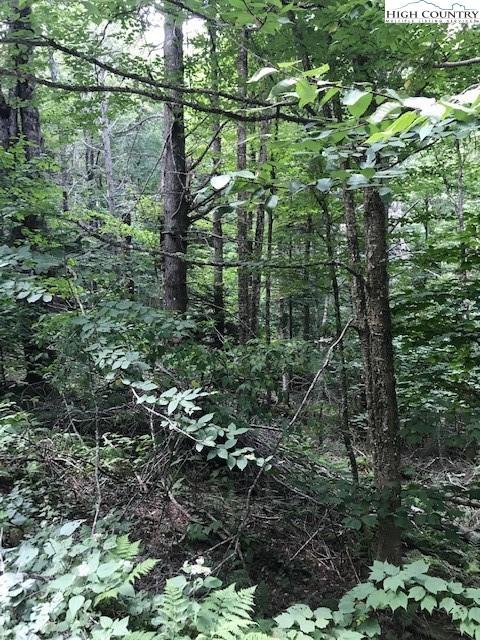 129 Wild Daisy Ln, Beech Mountain, NC 28604 photo 2