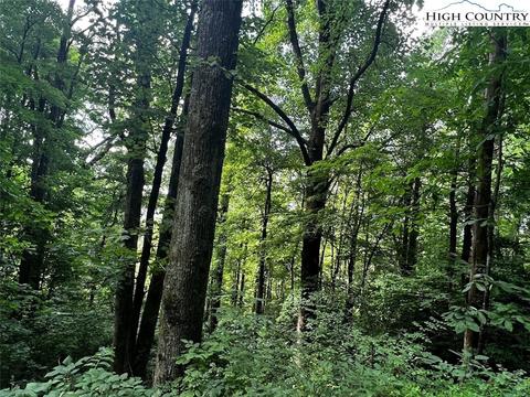 tbd Phillips Gap Rd, Purlear, NC 28665 photo 22