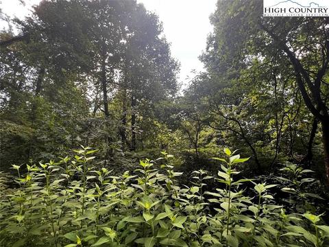 tbd Phillips Gap Rd, Purlear, NC 28665 photo 7