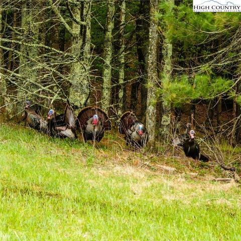 000 Old Hampton Rd, Boone, NC 28607