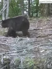 Other - 211 Wild Daisy Ln, Beech Mountain, NC 28604 photo 4 of 6
