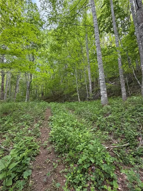 tbd Ben Bolen Rd, Creston, NC 28615 photo 10