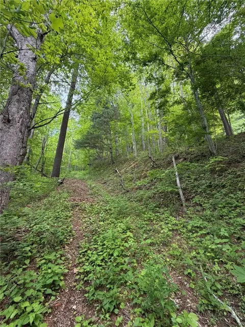 tbd Ben Bolen Rd, Creston, NC 28615 photo 3