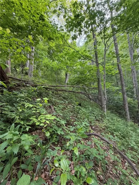 tbd Ben Bolen Rd, Creston, NC 28615 photo 5