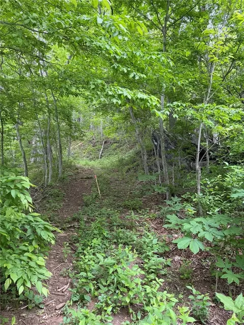 tbd Ben Bolen Rd, Creston, NC 28615 photo 8