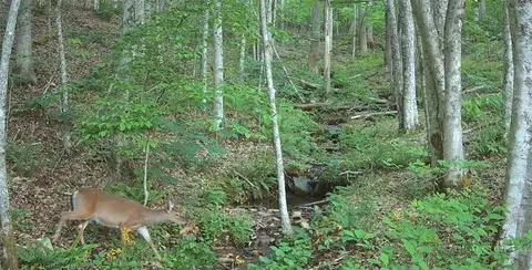 tbd Lot 8 Arborway Dr, Todd, NC 28684