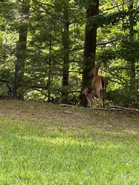 79 Elk Horn Rd, Ferguson, NC 28624 photo 11